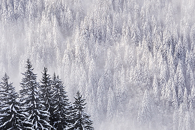 photo montagne alpes belledonne randonnée raquettes ski sapins