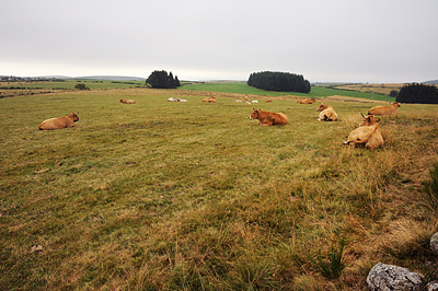 photo aubrac cantal lozère