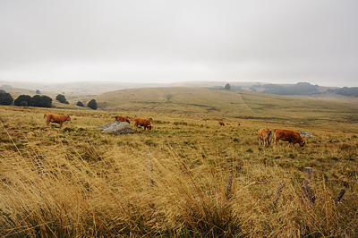 photo aubrac cantal lozère