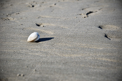 photo camargue plage coquillage