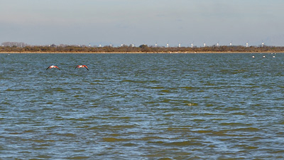 photo camargue flamants