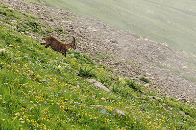 photo montagne alpes fiz haut giffre desert plate refuge