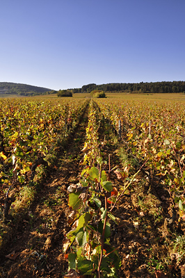 photo dijon marsannay route des vins vignes