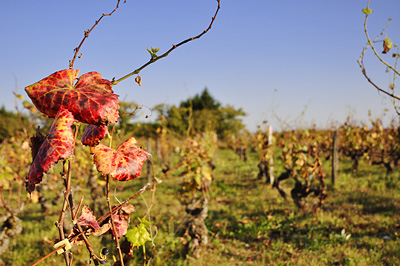 photo dijon marsannay route des vins vignes