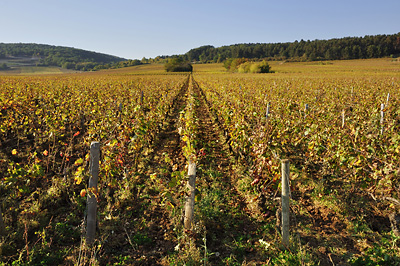 photo dijon marsannay route des vins vignes