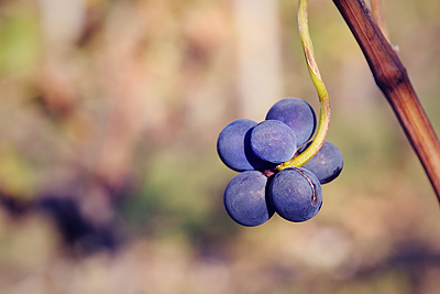 photo dijon marsannay route des vins vignes