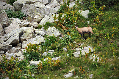 photo montagne alpes randonnée GR5 GR52 mercantour lac fous chamois