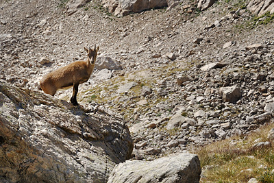 photo montagne alpes randonnée GR5 GR52 mercantour baisse basto bouquetin