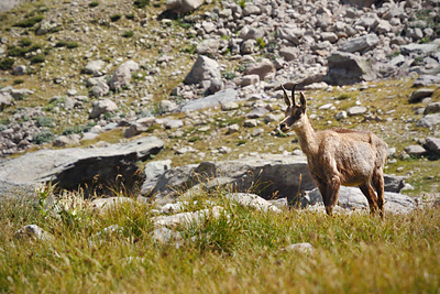 photo montagne alpes randonnée GR5 GR52 mercantour lac basto bouquetin