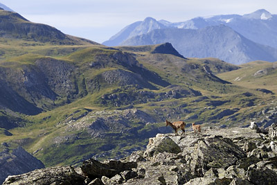 photo montagne alpes randonnée GR5 vanoise bouquetin