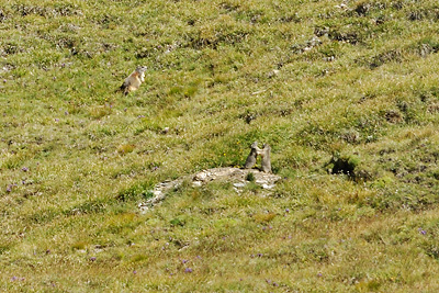 photo montagne alpes randonnée GR5 vanoise bouquetin