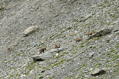 photo montagne alpes randonnée GR5 vanoise col chaviere bouquetin