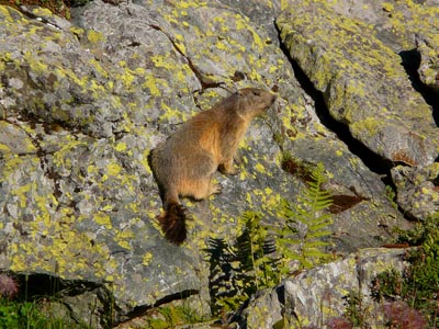 photo montagne alpes randonnée Beaufortain Grand Mont marmotte