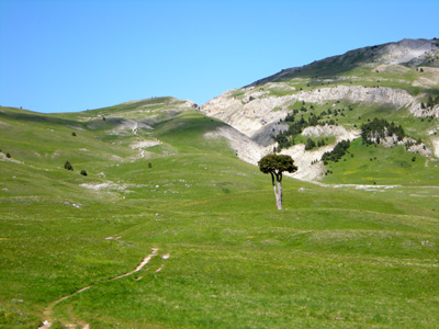 photo montagne alpes randonnée Vercors Grand Veymont arbre taillé