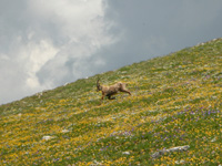 photo montagne alpes randonnée Vercors Grand Veymont bouquetin