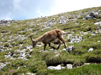 photo montagne alpes randonnée Vercors Grand Veymont bouquetin