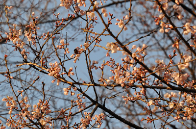 japon cerisier fleurs sakura cherry blossoms