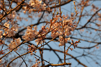 japon cerisier fleurs sakura cherry blossoms