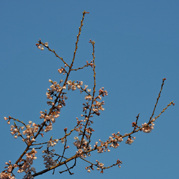 japon cerisier fleurs sakura cherry blossoms