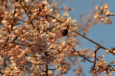 japon cerisier fleurs sakura cherry blossoms