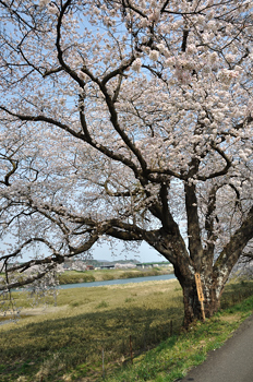 japon cerisier fleurs sakura cherry blossoms