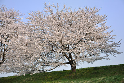 japon cerisier fleurs sakura cherry blossoms