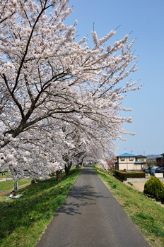 japon cerisier fleurs sakura cherry blossoms