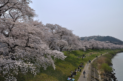 japon cerisier fleurs sakura cherry blossoms