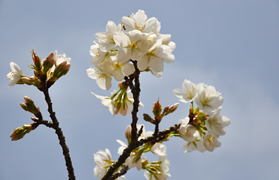 japon matsushima cerisier fleurs sakura cherry blossoms