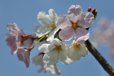 japon matsushima cerisier fleurs sakura cherry blossoms
