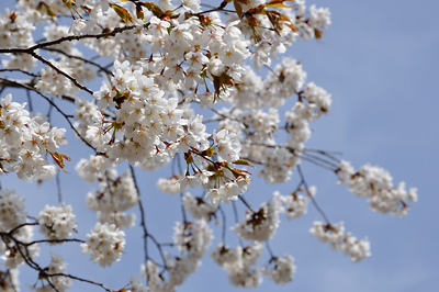 japon matsushima cerisier fleurs sakura cherry blossoms