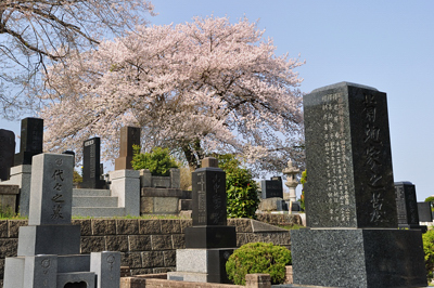 japon cerisier fleurs sakura cherry blossoms