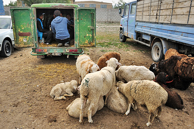 photo voyage asie centrale kirghizstan kirghizistan kirghizie kyrgyzstan karakol marche bestiaux