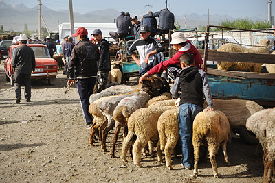 photo voyage asie centrale kirghizstan kirghizistan kirghizie kyrgyzstan karakol marche bestiaux