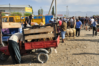 photo voyage asie centrale kirghizstan kirghizistan kirghizie kyrgyzstan karakol marche bestiaux