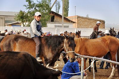 photo voyage asie centrale kirghizstan kirghizistan kirghizie kyrgyzstan karakol marche bestiaux