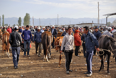 photo voyage asie centrale kirghizstan kirghizistan kirghizie kyrgyzstan karakol marche bestiaux