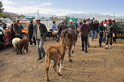 photo voyage asie centrale kirghizstan kirghizistan kirghizie kyrgyzstan karakol marche bestiaux