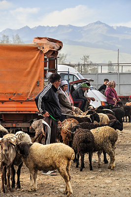 photo voyage asie centrale kirghizstan kirghizistan kirghizie kyrgyzstan karakol marche bestiaux