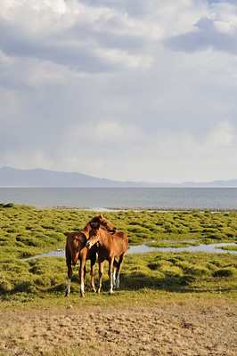 photo voyage asie centrale kirghizstan kirghizistan kirghizie kyrgyzstan lac song köl son koul