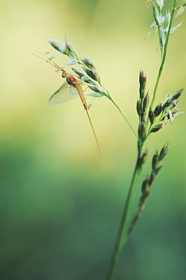 photo proxy proxyphotographie macro macrophotographie insecte mouche mai