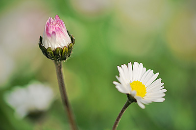 photo proxy proxyphotographie macro macrophotographie paquerette