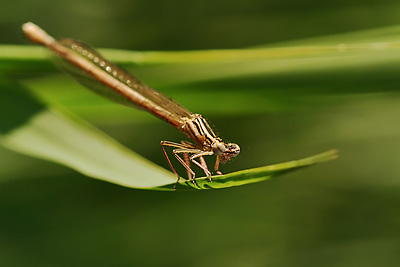 photo proxy proxyphotographie macro macrophotographie insecte agrion