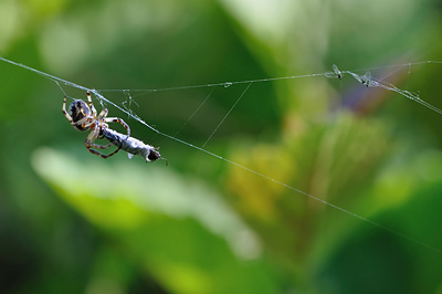 photo proxy proxyphotographie macro macrophotographie insecte araignee toile