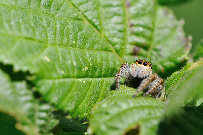 photo proxy proxyphotographie macro macrophotographie insecte araignee sauteuse saltique