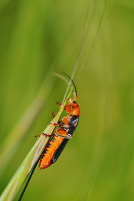 photo proxy proxyphotographie macro macrophotographie insecte cantharide le moine