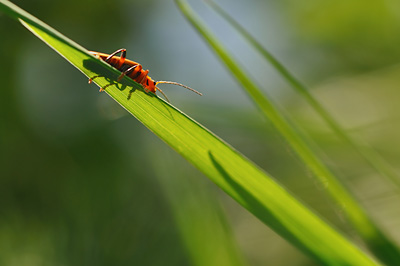 photo proxy proxyphotographie macro macrophotographie insecte cantharide le moine