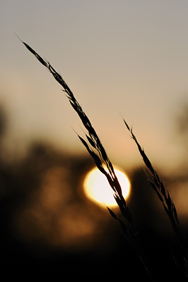 photo proxy proxyphotographie macro macrophotographie plantes coucher soleil