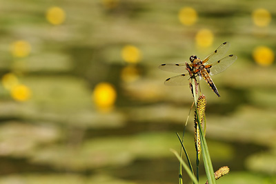 photo proxy proxyphotographie macro macrophotographie insecte libellule