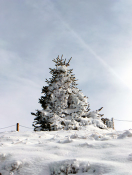 photo montagne alpes randonnée Mont Géroux Mont Joux sapin neige